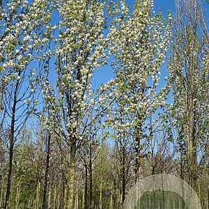 Pyrus calleryana 'Capital' 25-30 HO draadkluit