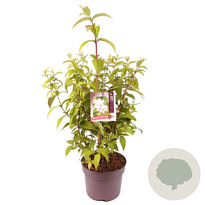 Deutzia hybrida 'Strawberry Fields' 80-100 cm 7,5L