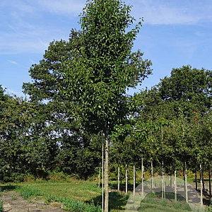 Pyrus calleryana 'Redspire' 20-25 HO draadkluit