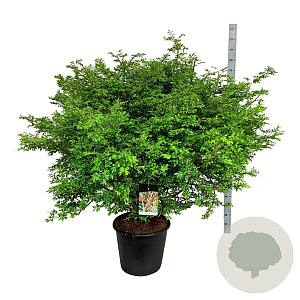 Euonymus alatus 125-150 cm cont. 55L extra