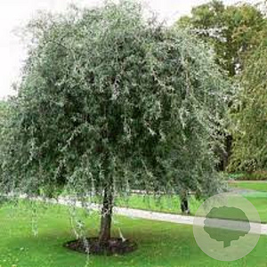 Pyrus elaeagnifolia 'Silver Sails' 16-18 HO draadkluit 250 cm stam