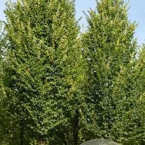 Quercus bicolor 300-350 cm draadkluit solitair