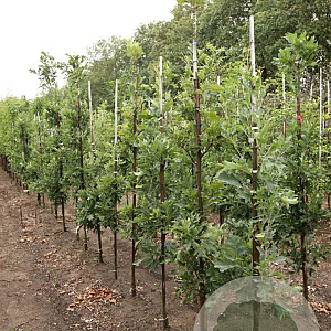 Quercus bimundorum 'Crimschmidt' 8-10 HO draadkluit geveerd