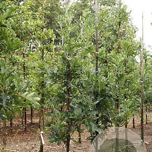 Quercus bimundorum Crimson Spire 12-14 HO draadkluit geveerd