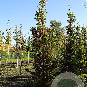 Quercus bimundorum Crimson Spire 16-18 HO draadkluit geveerd