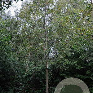 Quercus castaneifolia 45-50 HO draadkluit 250 cm stam