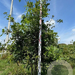 Quercus cerris 200-250 cm draadkluit meerstammig