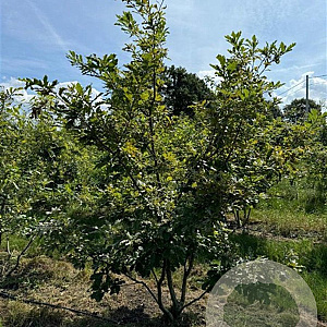 Quercus cerris 200-250 cm draadkluit meerstammig