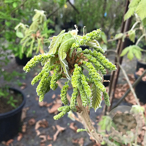 Quercus dent. 'Carl Ferris Miller' 16-18 HO draadkluit