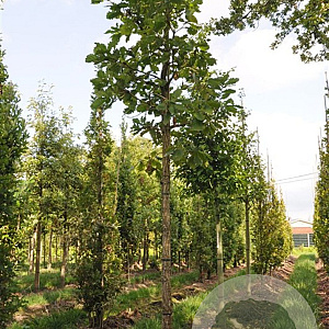 Quercus dent. 'Sir Harold Hillier' 200-250 cm draadkluit solitair