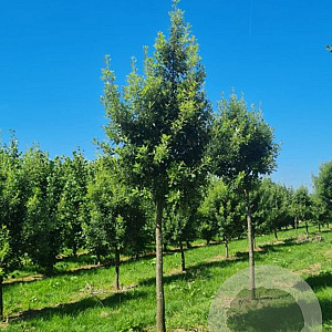 Quercus hispanica 'Fulhamensis' 14-16 HO draadkluit geveerd