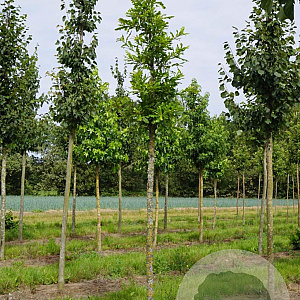 Quercus lyrata 20-25 HO draadkluit