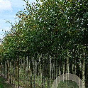 Quercus nigra 12-14 HO draadkluit