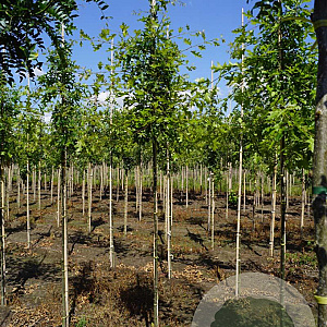 Quercus palustris 8-10 HO draadkluit