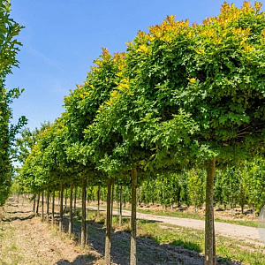 Quercus pal. 'Green Dwarf' 25-30 HO draadkluit