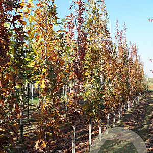 Quercus pal. Green Pillar 8-10 HO draadkluit geveerd