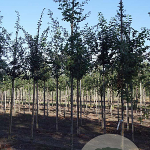 Quercus pubescens 12-14 HO draadkluit