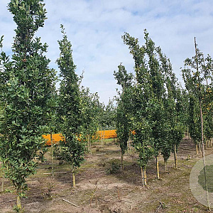 Quercus rob. 'Fastigiate Koster' 12-14 HO draadkluit geveerd