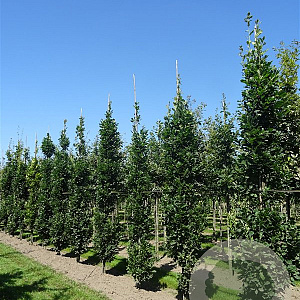 Quercus rob. 'Fastigiate Koster' 16-18 HO draadkluit geveerd