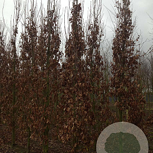 Quercus rob. 'Fastigiate Koster' 18-20 HO draadkluit geveerd