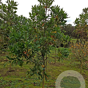 Quercus turneri 'Pseudoturneri' 12-14 HO draadkluit geveerd