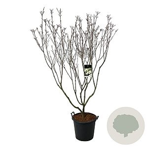 Cornus k. 'Schmetterling' 170-200 cm cont. 55L extra