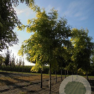 Robinia ps. 'Frisia' 300-350 cm draadkluit struik