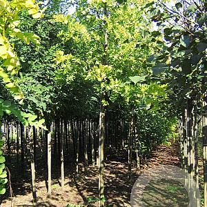 Robinia ps. 'Frisia' 18-20 HO draadkluit