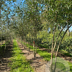 Salix alba 200-250 cm draadkluit meerstammig