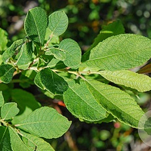Salix aurita 175-200 cm draadkluit struik op Stam