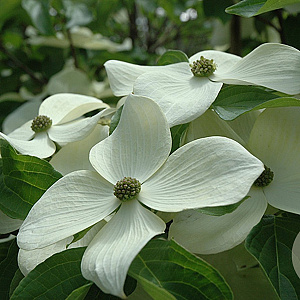 Cornus Starlight 170-200 cm cont. 55L extra