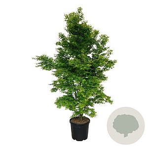 Acer palmatum 'Tsukawa Silloueth' 200-225 cm cont. 55L extra