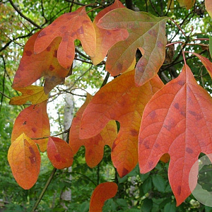 Sassafras albidum 6-8 HO draadkluit geveerd