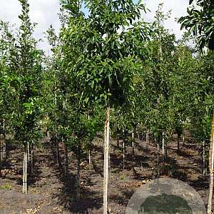 Sassafras albidum 8-10 HO draadkluit geveerd