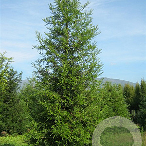 Sequoia sempervirens 40-45 HO draadkluit solitair