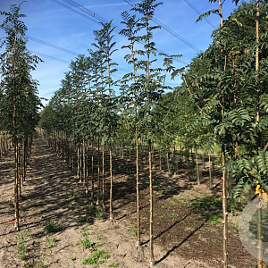 Sorbus auc. Cardinal Royal 16-18 HO draadkluit