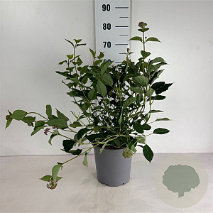 Hydrangea a. 'Pink Percussion' 50-60 cm 6,5L