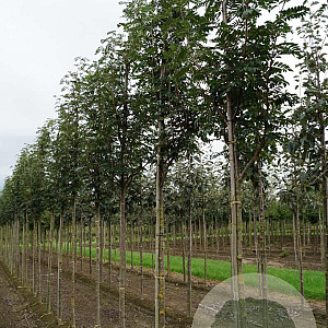 Sorbus 'Joseph Rock' 12-14 HO draadkluit
