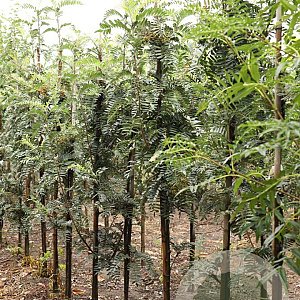 Sorbus scalaris 8-10 HO draadkluit