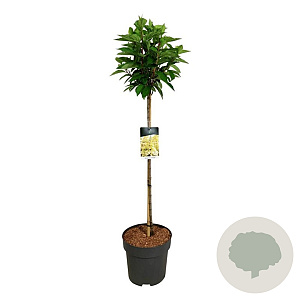 Hydrangea pan. Candlelight 90 cm stam 15L