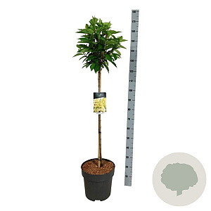 Hydrangea pan. Candlelight 90 cm stam 15L