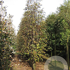 Sorbus thur. 'Fastigiata' 18-20 HO draadkluit