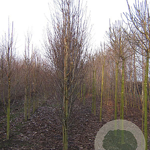 Sorbus thur. 'Fastigiata' 18-20 HO draadkluit