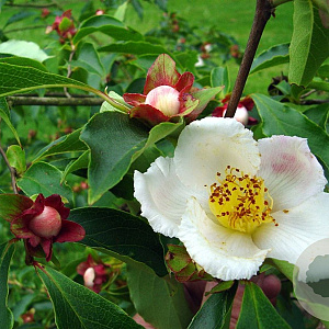Stewartia rostrata 150-175 cm 15L