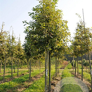 Styphnolobium j. Princeton Upright 30-35 HO draadkluit 250 cm stam