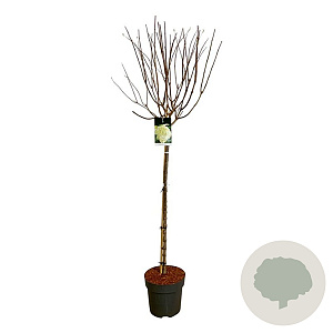 Hydrangea pan. 'Limelight' 120 cm stam 15L