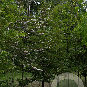Styrax japonicus 16-18 HO draadkluit