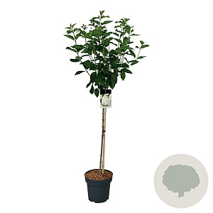 Hydrangea pan. 'Polar Bear' 90 cm stam 15L