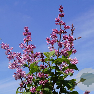 Syringa josikaea 300-350 cm draadkluit struik
