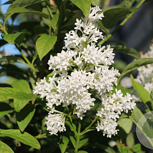 Syringa josikaea 'Red Holger' 175-200 cm draadkluit struik op Stam